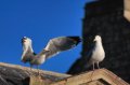 IMG_7126 copy